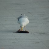 dsc_5316_27636088033_o