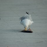 dsc_5317_27970705430_o