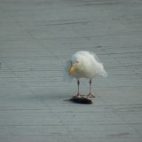 dsc_5318_27970697510_o