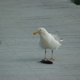 dsc_5319_27636062523_o