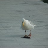 dsc_5321_28251665375_o
