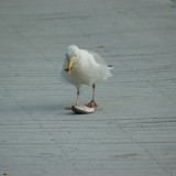 dsc_5322_27636341544_o