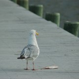 dsc_5330_27637825433_o