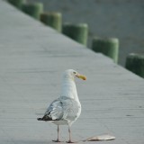dsc_5331_27637818643_o