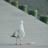 dsc_5332_27637813873_o