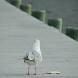 dsc_5333_27637809693_o