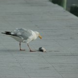 dsc_5336_28219235186_o