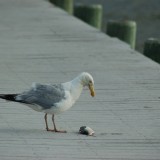 dsc_5337_28219231086_o
