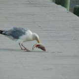 dsc_5338_27637792983_o