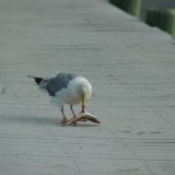 dsc_5339_28149368272_o