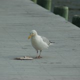 dsc_5341_28149354352_o