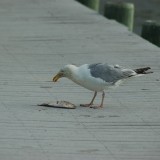 dsc_5343_28149344872_o