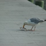 dsc_5344_28219194146_o