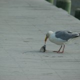 dsc_5345_28219189356_o