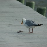 dsc_5346_28219183296_o