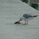 dsc_5347_27637942994_o