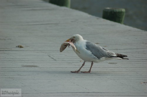 dsc_5350_28219164266_o.jpg