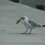 dsc_5350_28219164266_o