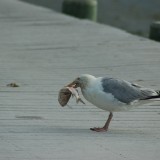 dsc_5351_27637736323_o