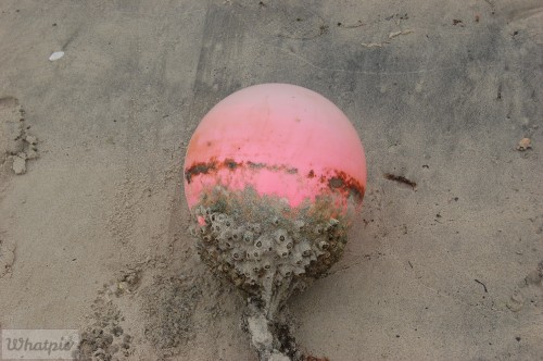 dsc_6710_27967493030_o.jpg