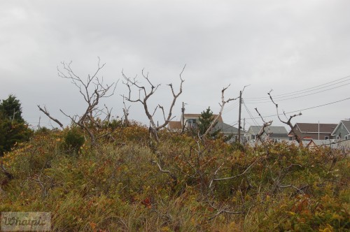 dsc_7447_28234793536_o.jpg