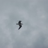dsc_7585_28148547472_o