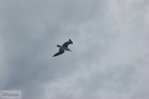 dsc_7587_28218438366_o.jpg