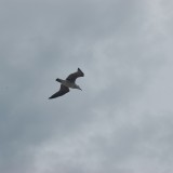 dsc_7587_28218438366_o