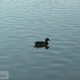 dscf0109_27582316753_o